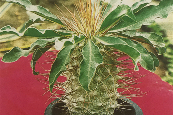 光堂 Pachypodium namaquanum