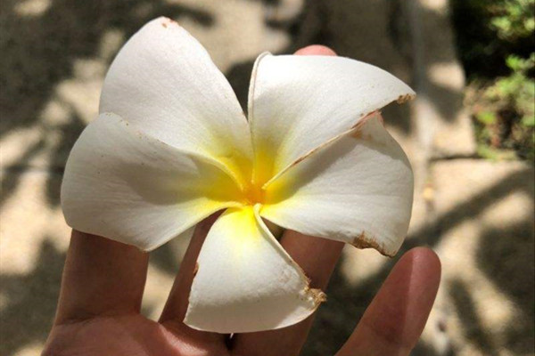 白花鸡蛋花 Plumeria alba
