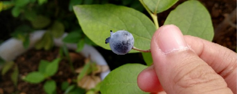 蓝莓有种子吗
