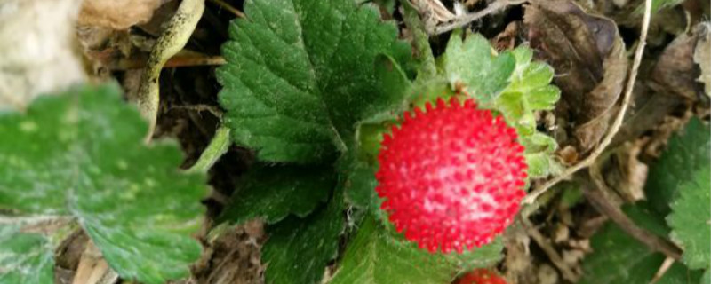 蛇莓和野草莓的区别
