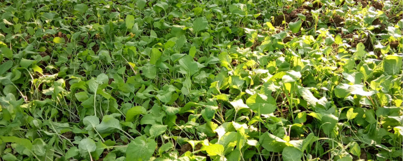 红菜苔北方能种吗