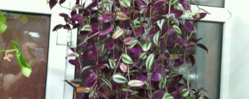 紫色吊兰有毒吗