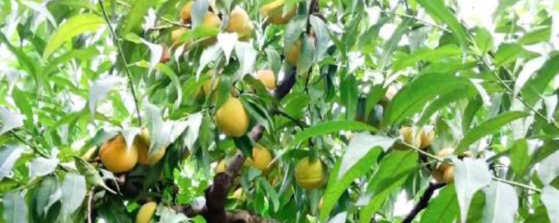黄桃是什么水果