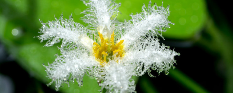 白花藿香蓟花语