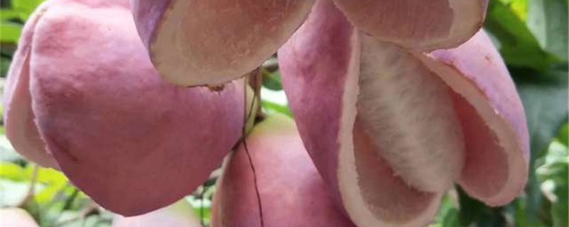 八月瓜怎么存放