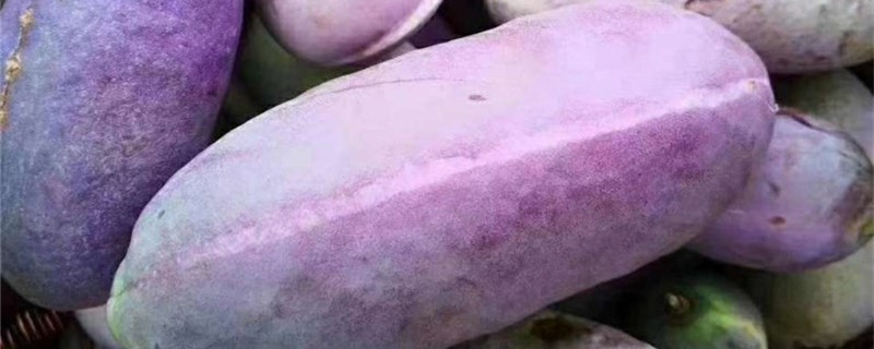 八月瓜几月可以摘 八月瓜几月可以摘