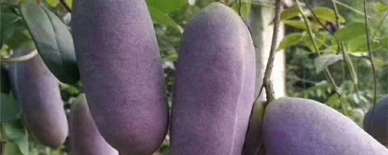 八月瓜一株结多少个果 八月瓜一株结多少个果
