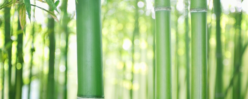 竹树可以扦插繁殖吗