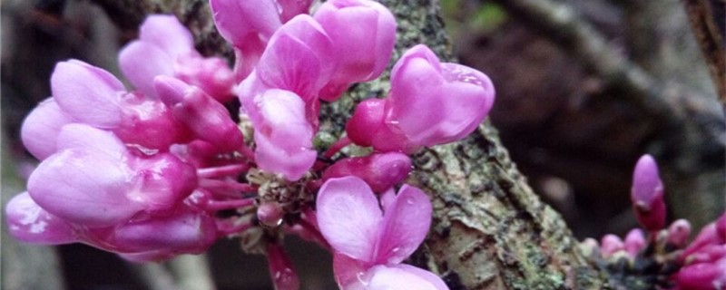 紫荆花的扦插法