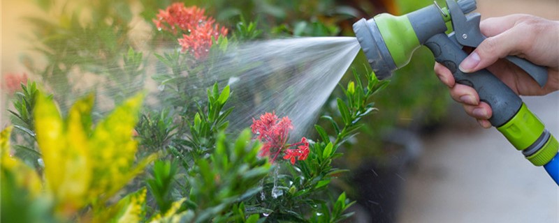 夏天植物浇水频率