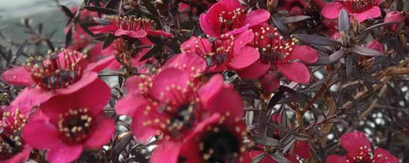 松红梅养多长时间会开花