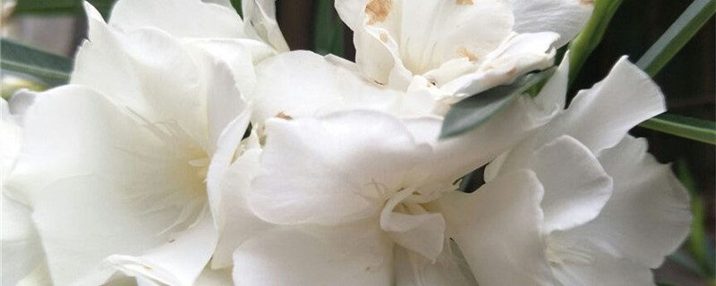 白色夹竹桃的花语