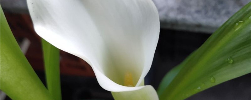 春季开花的白色花卉有哪些