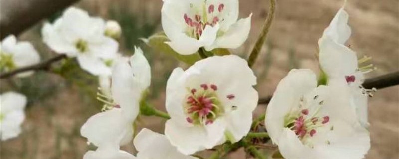 白色桃花的花语
