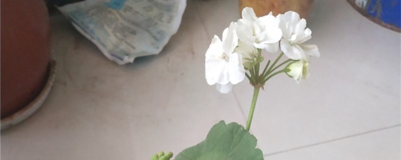 天竺葵有白色的吗