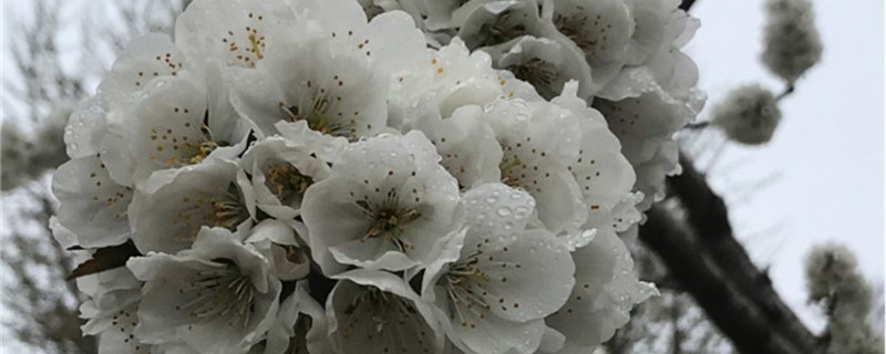 白色樱花的品种
