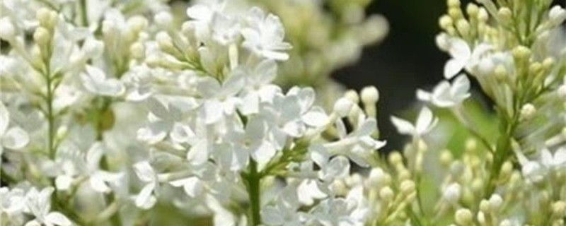 白色丁香花的养殖方法