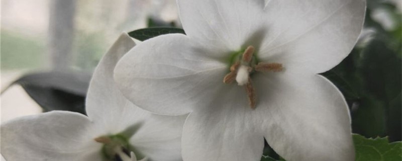 白色桔埂花的花语
