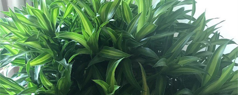 百合竹的品种