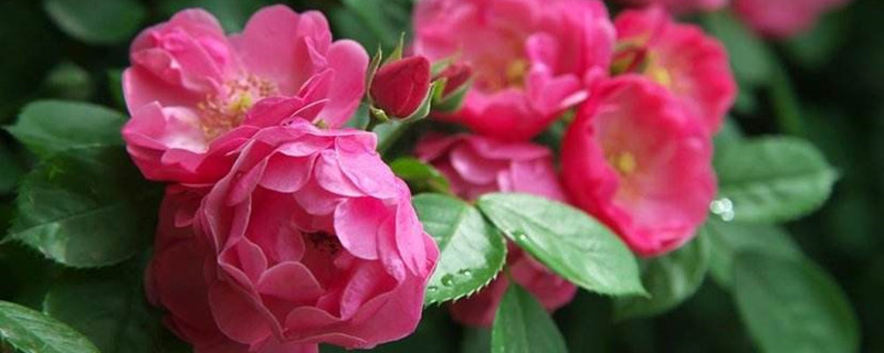 蔷薇养多长时间会开花