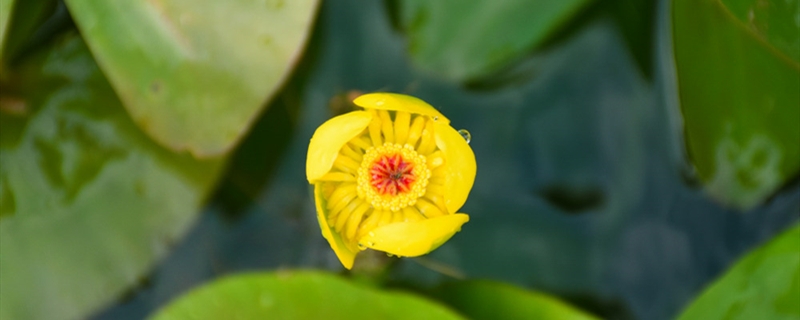 萍逢草养多长时间会开花