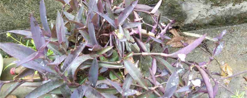 紫竹养多长时间会开花