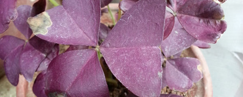 紫叶酢浆草养多长时间会开花