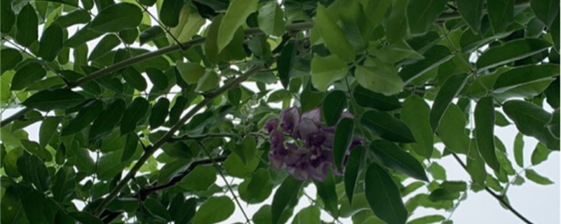 紫藤养多长时间会开花