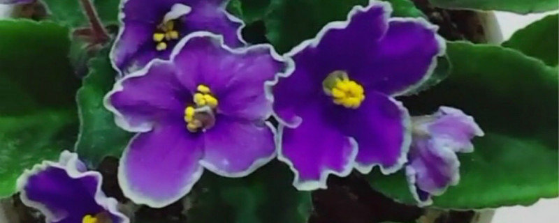 紫罗兰养多长时间会开花
