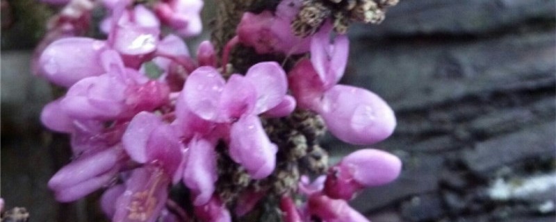 紫荆养多长时间会开花
