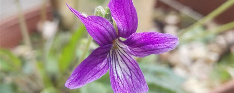 紫花地丁养多长时间会开花