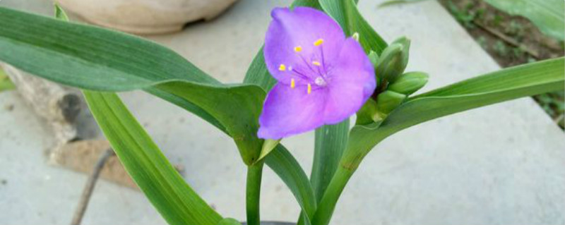 紫露草养多长时间会开花