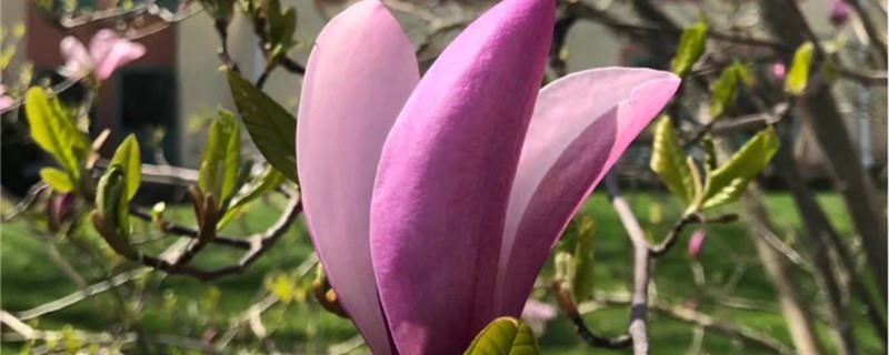 紫玉兰有没有花和果实