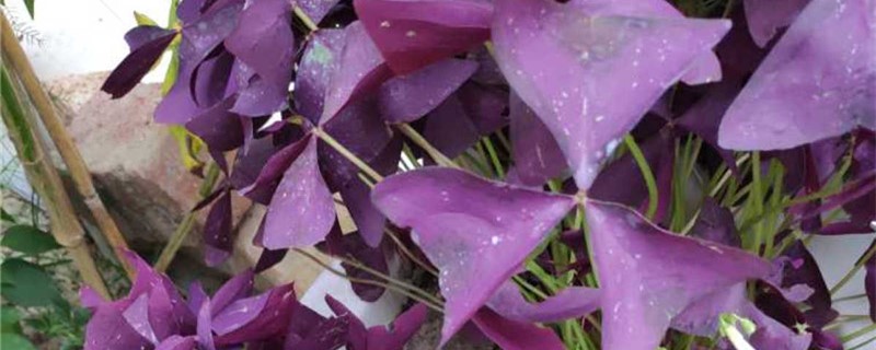 紫叶酢浆草有没有花和果实