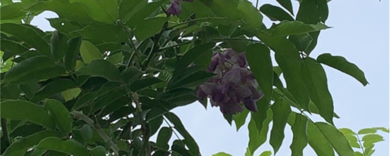 紫藤有没有花和果实