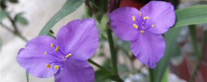 紫露草有没有花和果实