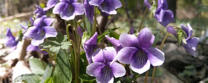 紫花地丁有没有花和果实