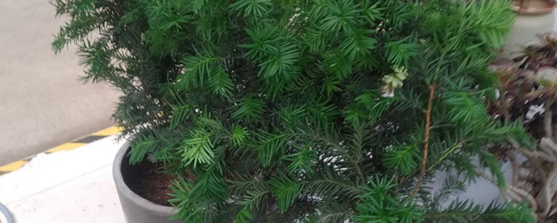 曼地亚红豆杉养多长时间会开花