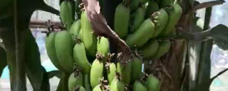 香蕉有没有花和果实