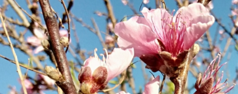 桃树有没有花和果实