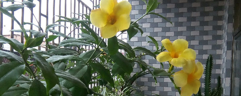 黄蝉开花吗