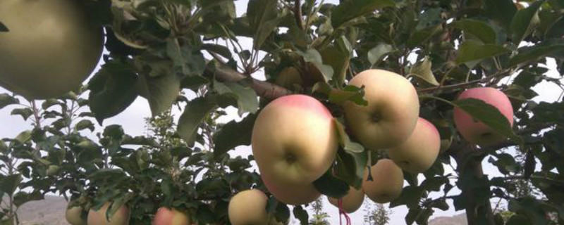 天水花牛苹果几月成熟