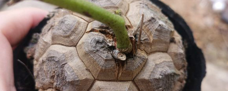 龟甲龙生长速度