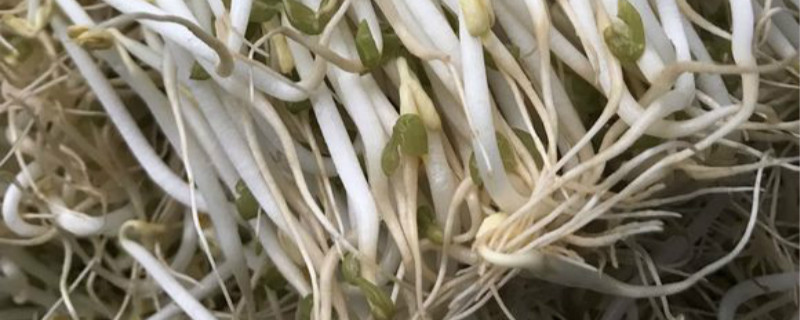 绿豆芽的根会朝着什么方向生长