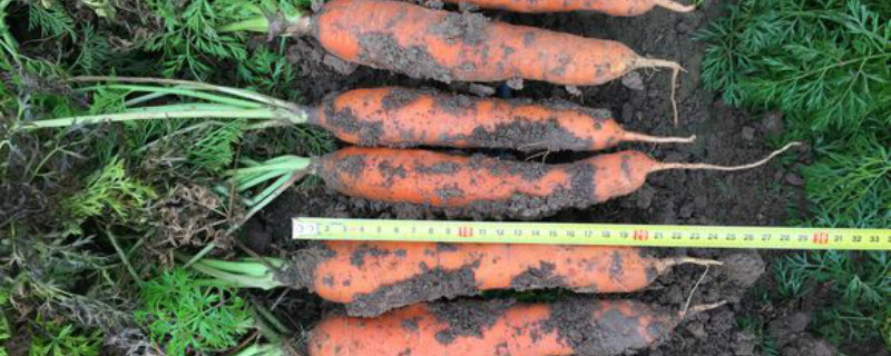 胡萝卜属于变态茎的哪一种