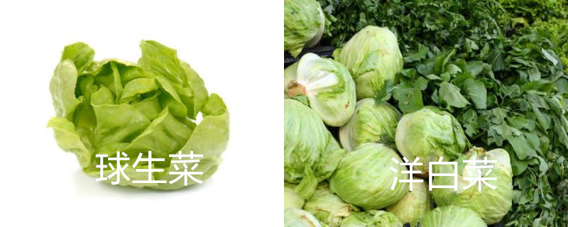 球生菜和甘蓝的区别 球生菜和甘蓝的区别