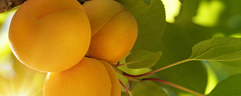 杏树黄叶的原因和处理办法