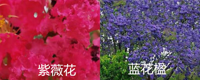紫薇花和蓝花楹的区别