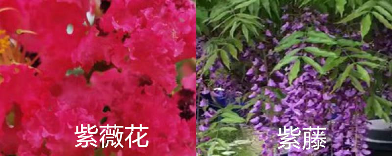 紫薇花和紫藤有区别吗