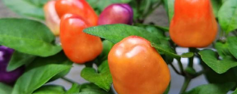 五彩椒黄叶的原因和处理办法
